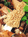  Morel Mushroom 
